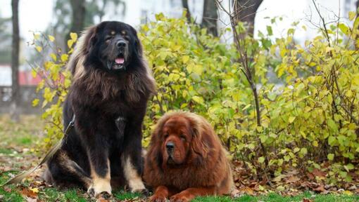 Tibetan 2024 mastiff temperament